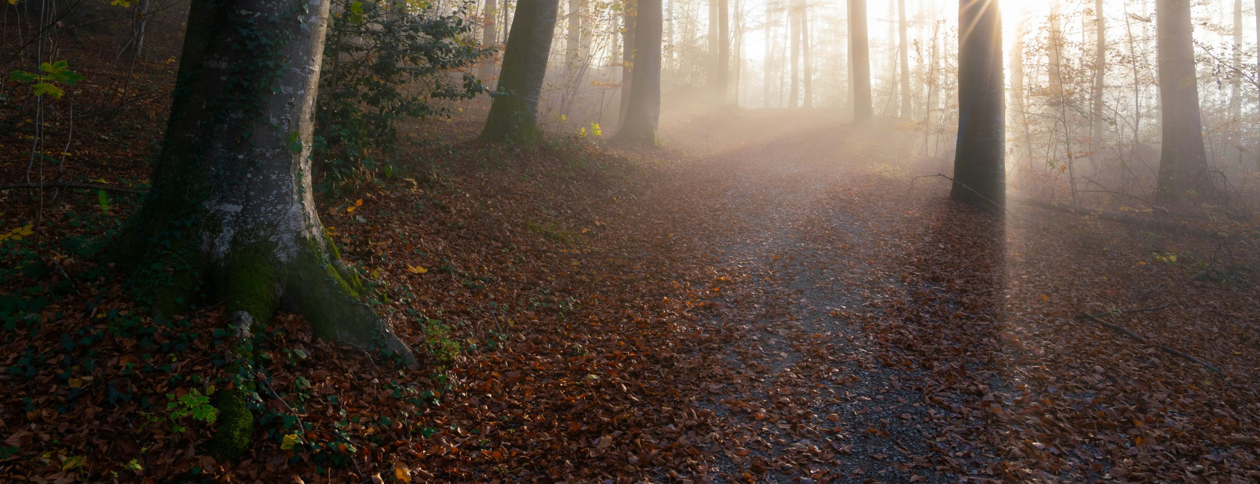 pascal-debrunner-U-eRC8Q5iEY-unsplash (1)